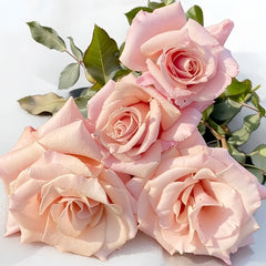 Rose Dragee Rose