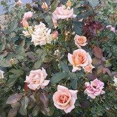 Rose Dragee Rose