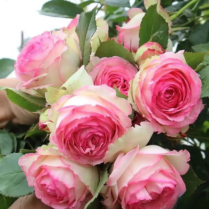 Eden Rose｜Meiviolin Rose Plant