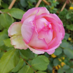 Rose Optimiste: Charming Pink Blooms & Garden Joy