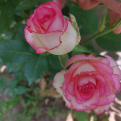 Rose Optimiste: Charming Pink Blooms & Garden Joy