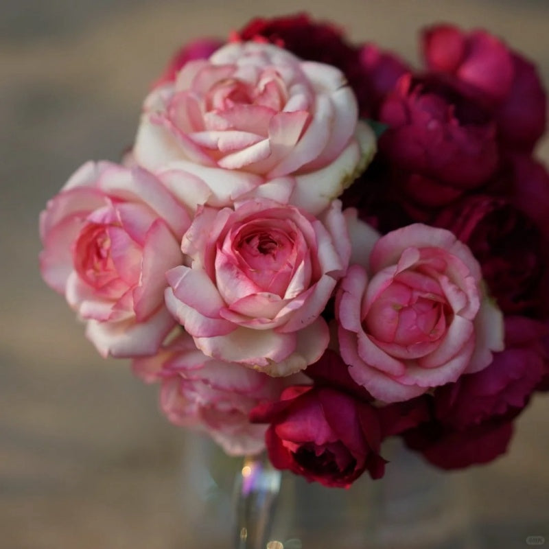 Rose Optimiste: Charming Pink Blooms & Garden Joy