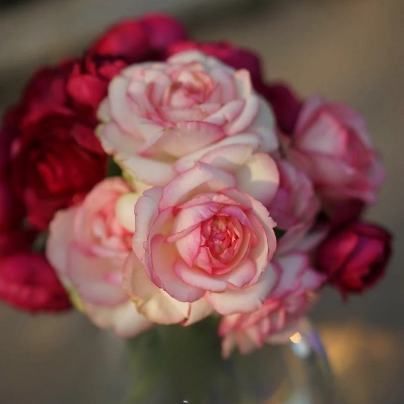 Rose Optimiste: Charming Pink Blooms & Garden Joy