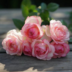 Rose Optimiste: Charming Pink Blooms & Garden Joy