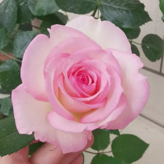 Rose Optimiste: Charming Pink Blooms & Garden Joy