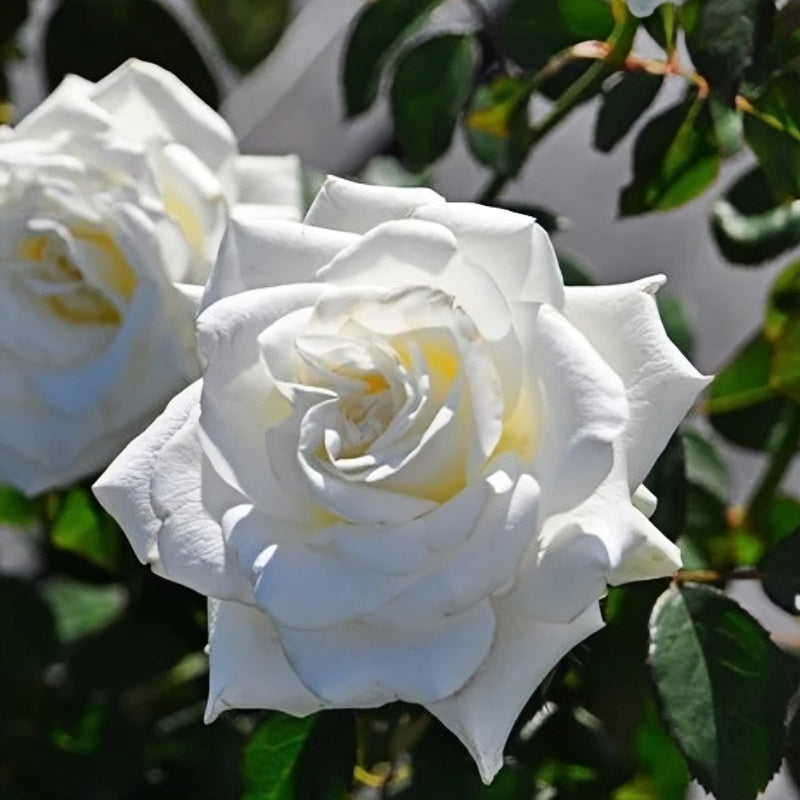 Rose Yumi Rose Plant