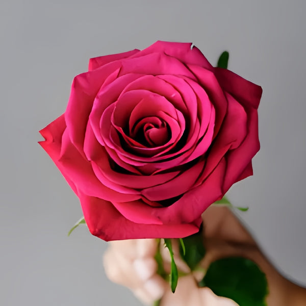 Roseberry Rose Plant