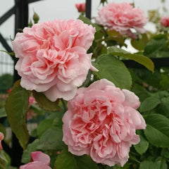 Rose de Tolbiac Rose Plant