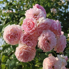 Rose de Tolbiac Rose Plant