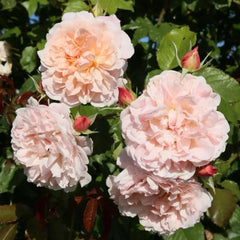 Rose de Tolbiac Rose Plant