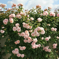 Rose de Tolbiac Rose Plant