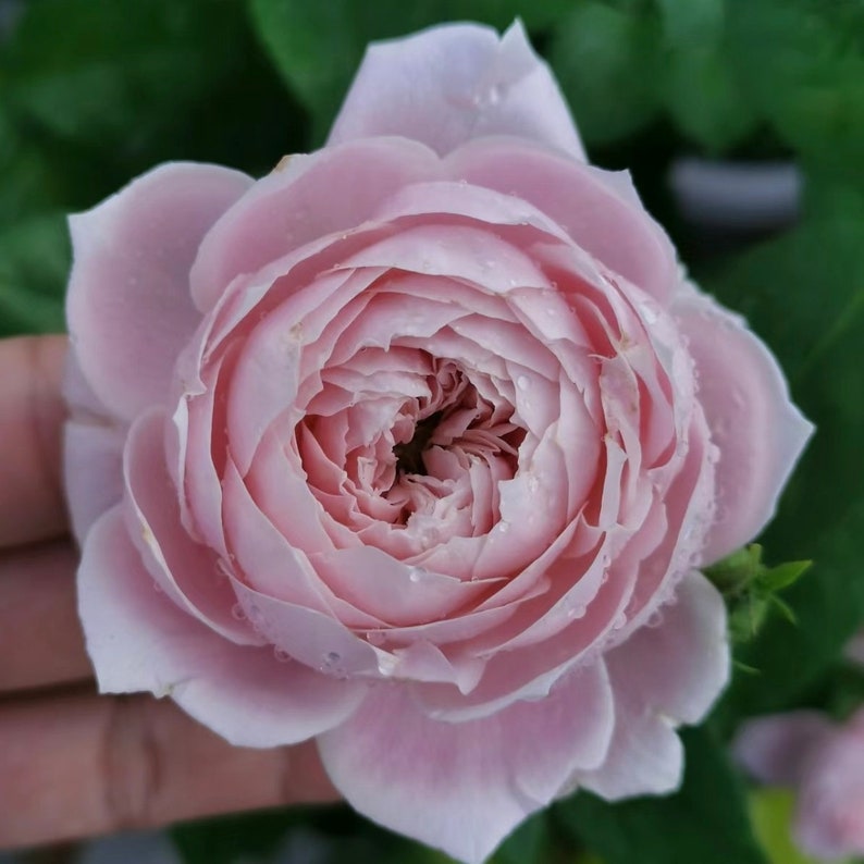 Roselyne Rose Plant｜罗斯林