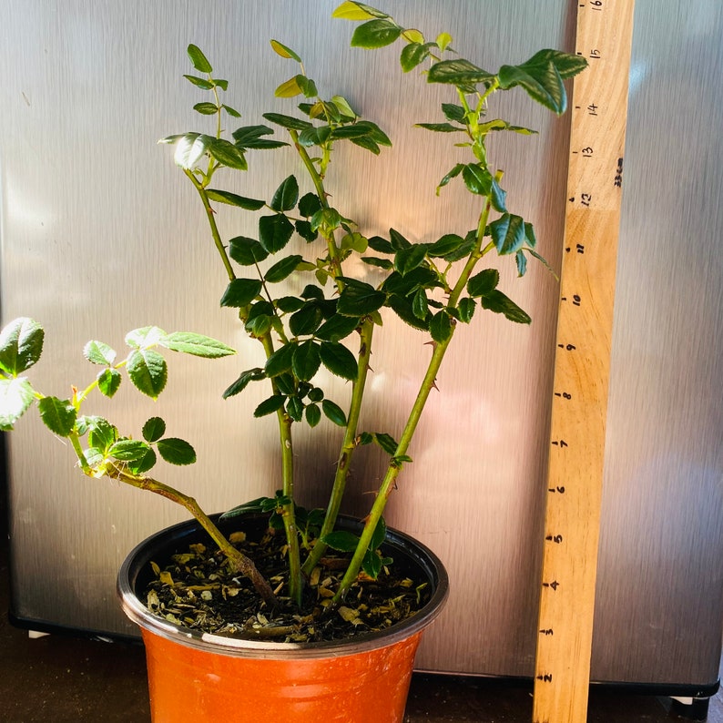 indoor rose plants for sale Roselyne Rose Plant|罗斯林娜 – Rose_Explosion