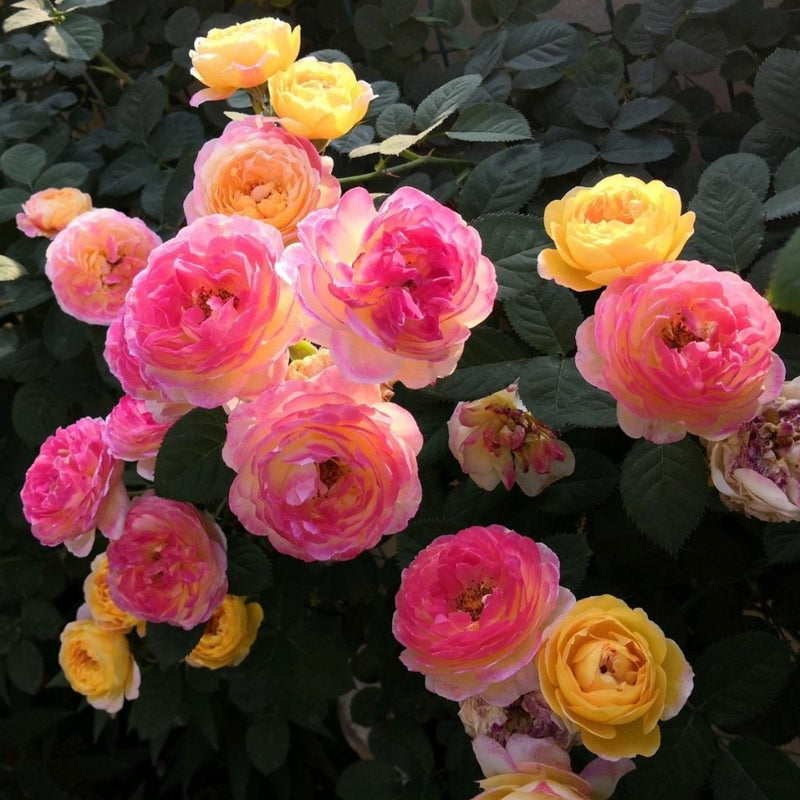 Lovely Rosomane Janon Rose Plant – Elegant Blooms for Your Garden