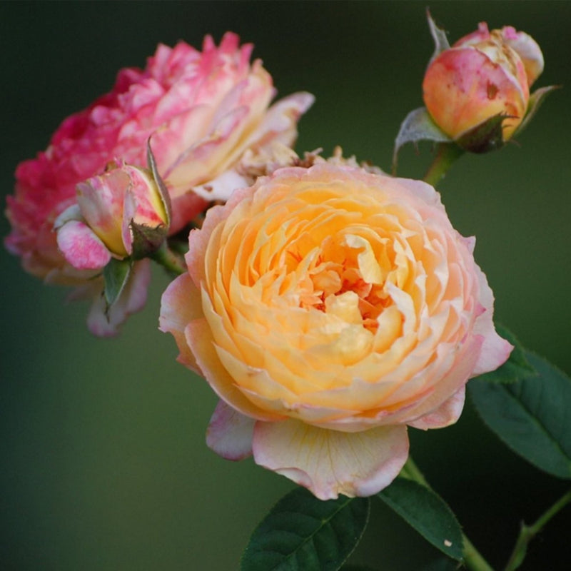 Rosomane Janon Rose Plant – Elegant Blooms for Your Garden