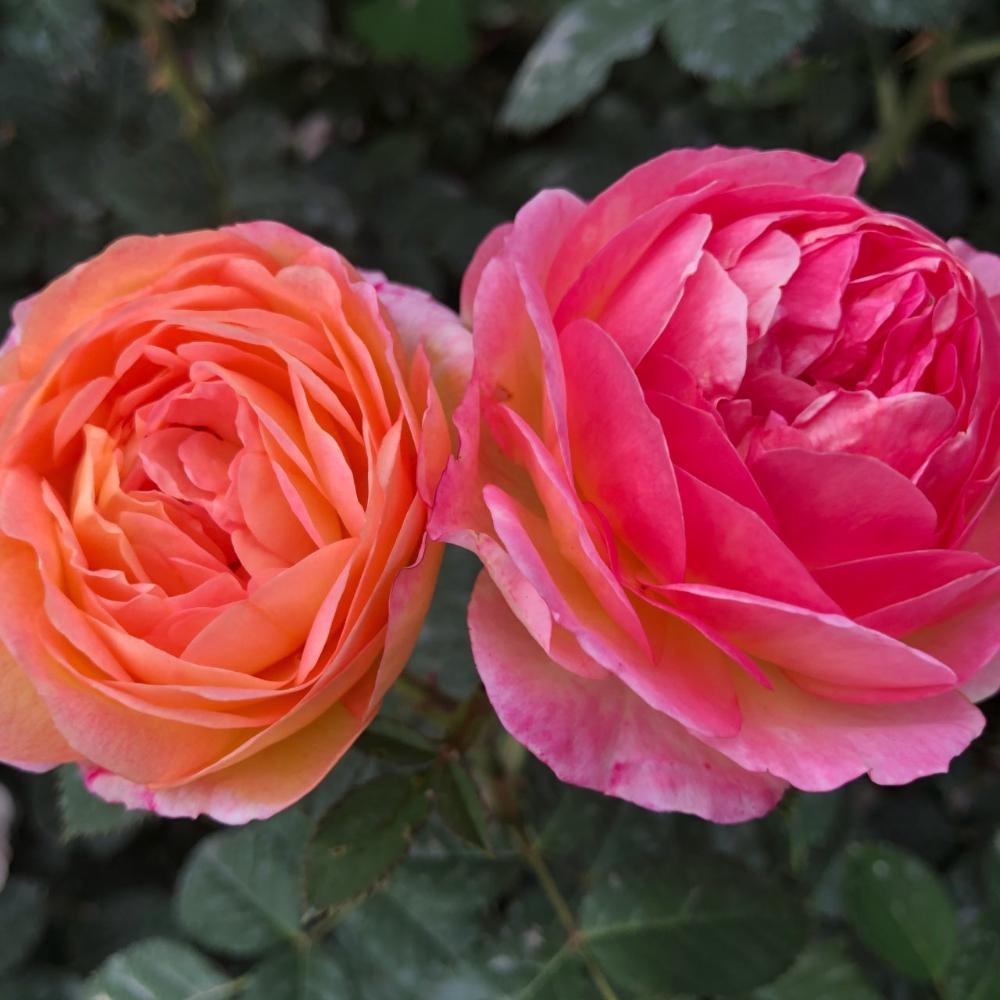 Reshone Roses Rosomane Janon Rose Plant – Elegant Blooms for Your Garden – Rose_Explosion