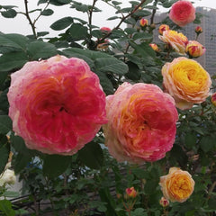 Rosomane Janon Rose Plant – Elegant Blooms for Your Garden