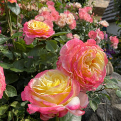 Rosomane Janon Rose Plant – Elegant Blooms for Your Garden