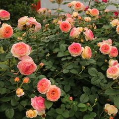 Rosomane Janon Rose Plant – Elegant Blooms for Your Garden