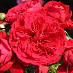 Rotkoppchen Rose Plant