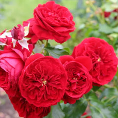 Rotkoppchen Rose Plant