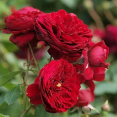 Rotkoppchen Rose Plant