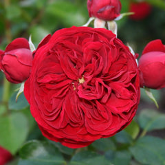 Rotkoppchen Rose Plant