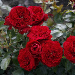 Rotkoppchen Rose Plant