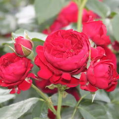 Rotkoppchen Rose Plant