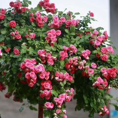 Rouge Rose Plant｜胭脂扣