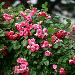 Rouge Rose Plant｜胭脂扣