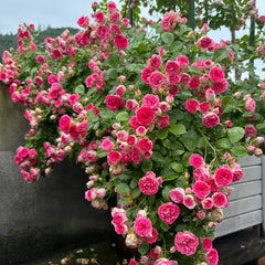 Rouge Rose Plant｜胭脂扣