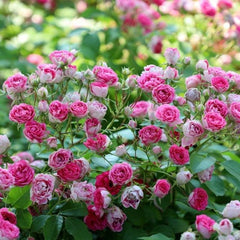 Rouge Rose Plant｜胭脂扣