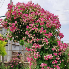 Rouge Rose Plant｜胭脂扣