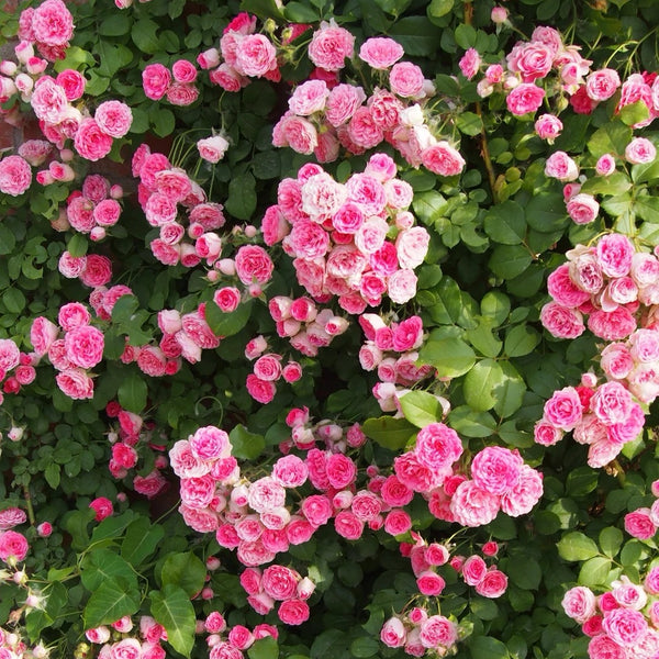 Rouge Button Rose