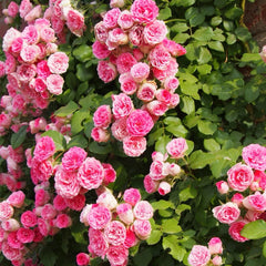 Rouge Button Rose