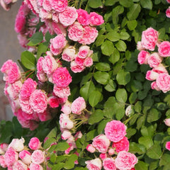 Rouge Button Rose