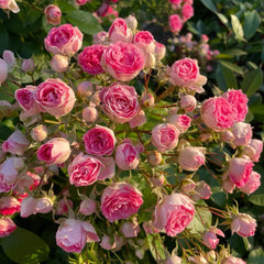 Rouge Button Rose