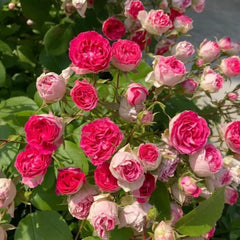 Rouge Button Rose