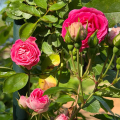 Rouge Button Rose