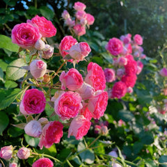 Rouge Button Rose