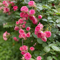 Rouge Button Rose