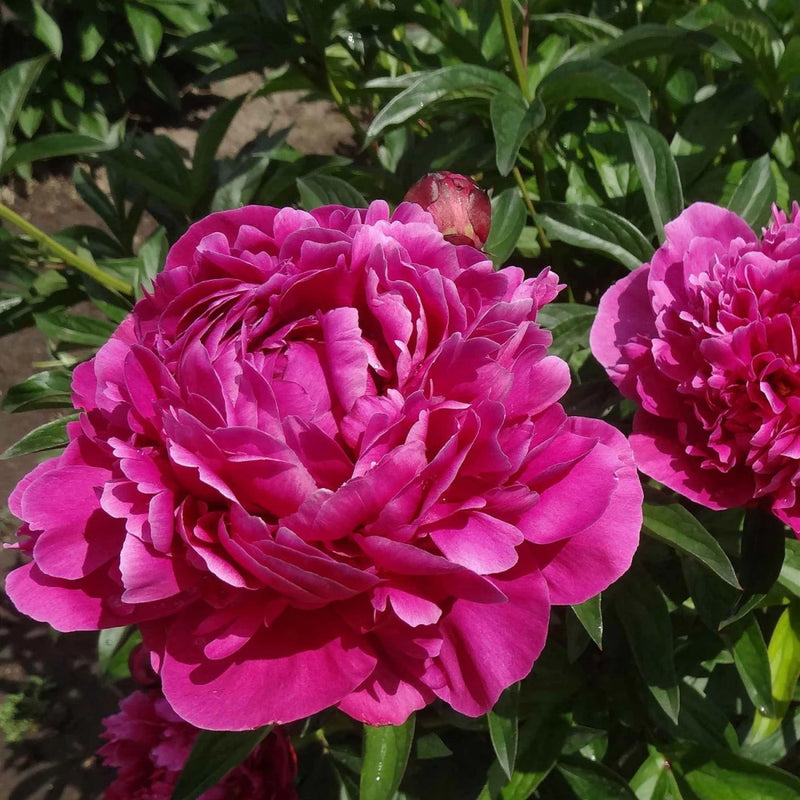 Rouge Pivoine Rose Plant