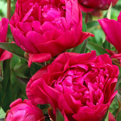 Rouge Pivoine Rose Plant