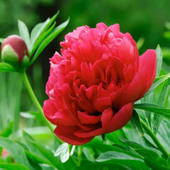 Rouge Pivoine Rose Plant