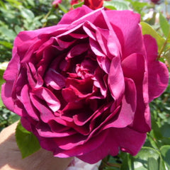 Rouge Rose Plant