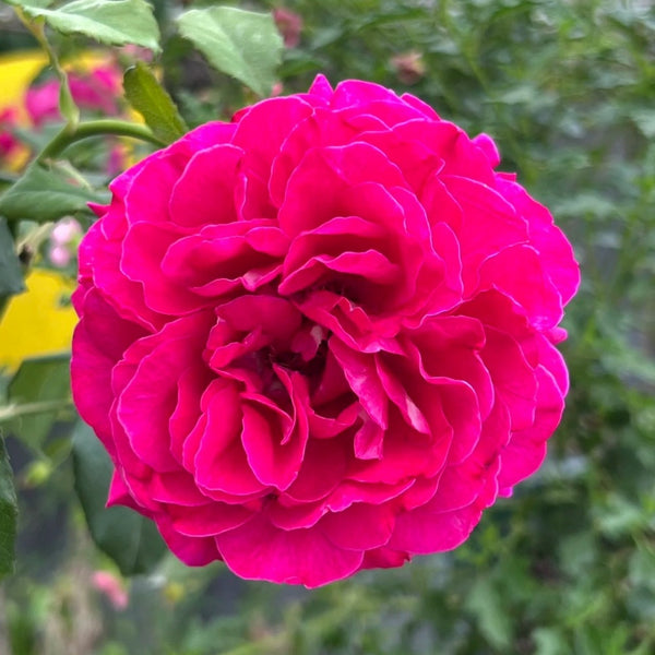 Rouge Rose Plant｜胭脂红玫瑰 – Rose_Explosion