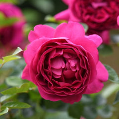 Rouge Rose Plant