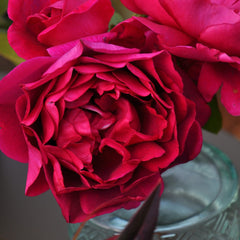 Rouge Rose Plant