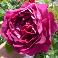 Rouge_Rose